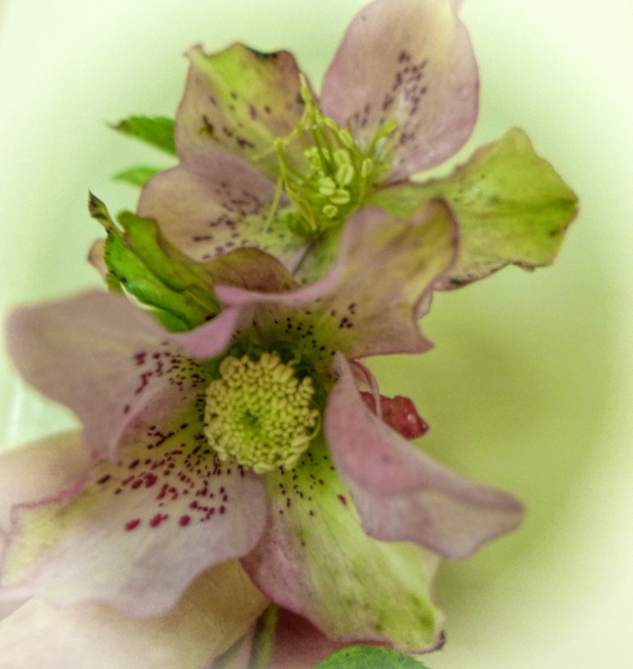 Hellebore photo taken with flowers in my hand